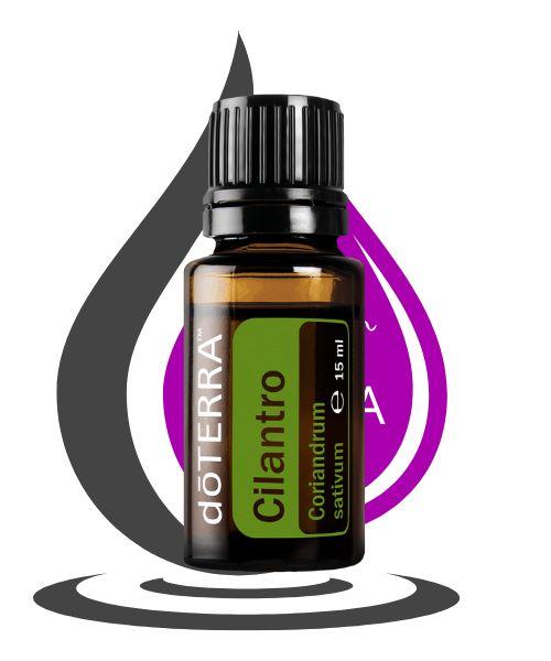 Coriandre feuilles doterra